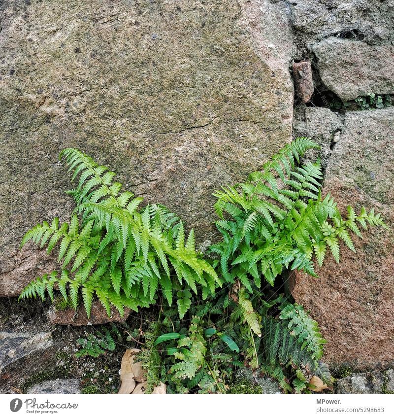 Farne an Steinwand grün Grünpflanze Außenaufnahme Farbfoto Pflanze Natur Blatt Umwelt Menschenleer natürlich Wildpflanze Tag Blattgrün Wachstum filigran frisch