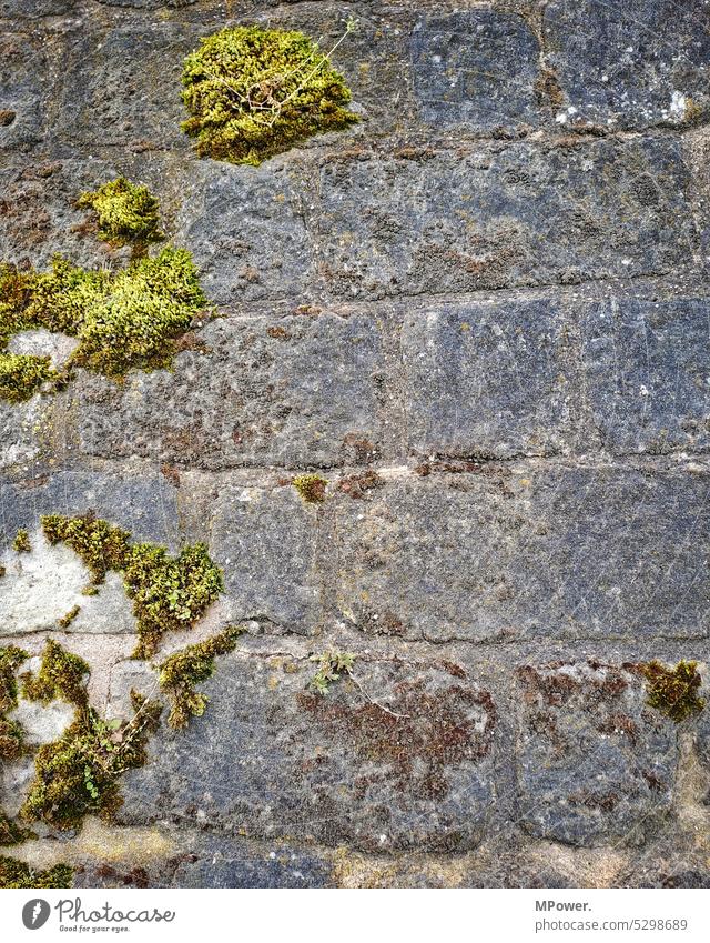 Wand mit Moos Stein Außenaufnahme grün Menschenleer Farbfoto Felsen Natur Pflanze mehrfarbig grau Mauer mauerwerk Steinmauer Steinwand Nahaufnahme