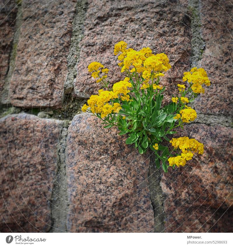 Blume in Steinwand gelb grün Natur Sommer Blühend Außenaufnahme Menschenleer Farbfoto Pflanze Tag Frühling Blüte schön Nahaufnahme Detailaufnahme