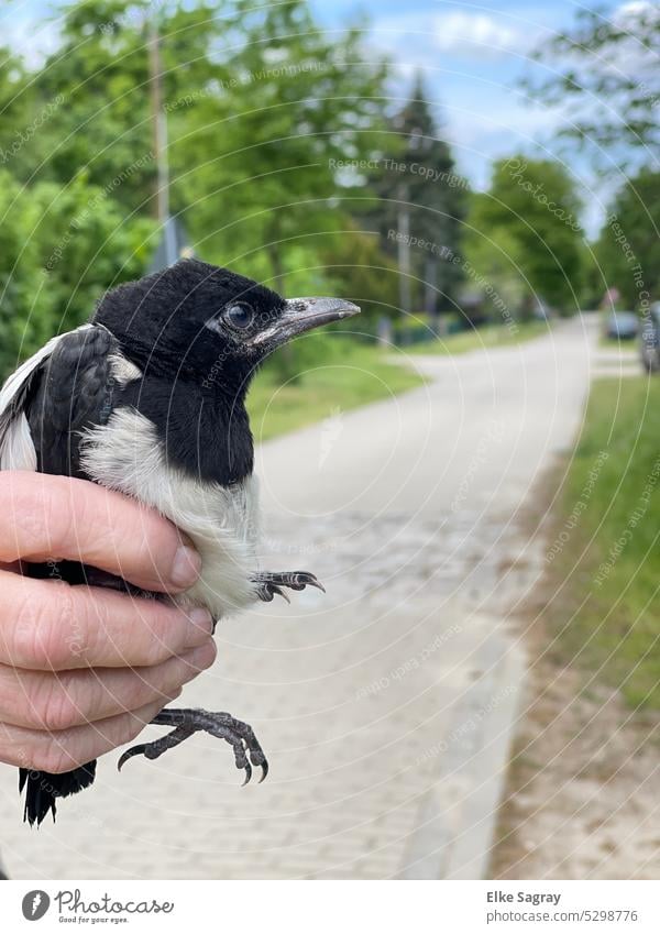 Elster-Küken von der Fahrbahn gerettet... #jungvogel Vogel Jungvogel Wildtier Tierjunges Tierliebe Natur Außenaufnahme niedlich Tierporträt klein Nahaufnahme