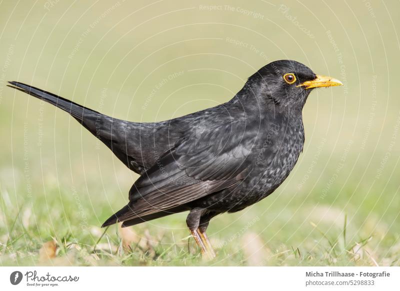 Amsel auf der Wiese Turdus merula Tiergesicht Kopf Schnabel Auge Feder Flügel Vogel Tierporträt Wildtier Natur Sonnenlicht Licht Gras Grashalme gefiedert