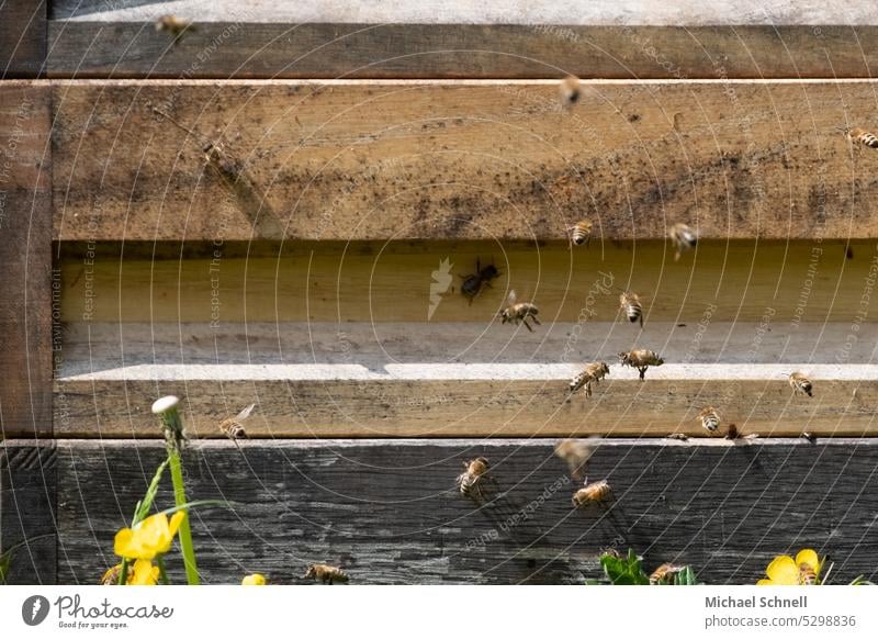 Bienen an einer Bienenbeute Bienenstock bienenbeuten Honigbiene Insekt Imkerei Natur Bienenzucht Lebensmittel Kolonie natürlich Gesundheit Wabe Pollen Zarge