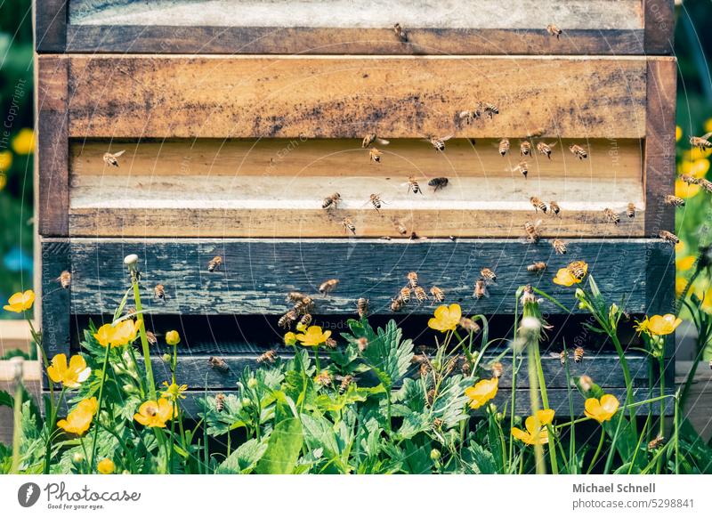 Bienen an einer Bienenbeute Bienenstock bienenbeuten Honigbiene Insekt Imkerei Natur Bienenzucht Lebensmittel Kolonie natürlich Gesundheit Wabe Pollen Zarge