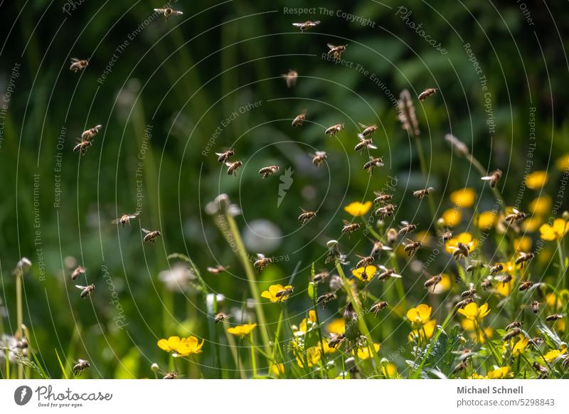 Bienen in der Nähe einer Bienenbeute Bienenstock bienenbeuten Honigbiene Insekt Imkerei Natur Bienenzucht Lebensmittel Kolonie natürlich Gesundheit Wabe Pollen