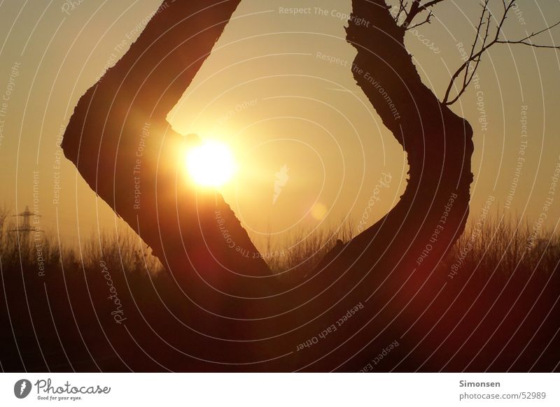 Sonnenspiel Baum Sonnenuntergang Warme Farbe Strommast Baumstamm Wald Fußweg Himmel Ast Zweig