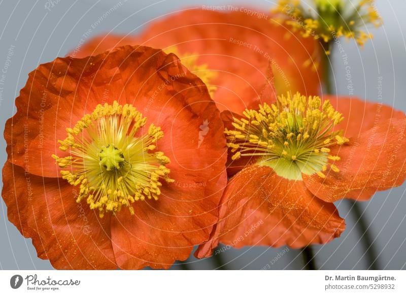 Papaver nudicaule, Islandmohn, Blüten Nohn Mohngewächse Papaveraceae Nahaufnahme giftig Staude kurzlebig menschenleer