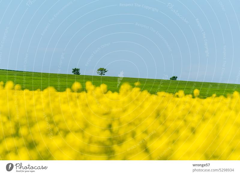 Hinter einem blühendem Rapsfeld 3 Bäume weit entfernt am Horizont Horizontlinie blühender Raps Wolkenloser Himmel Blauer Himmel wolkenloser blauer Himmel