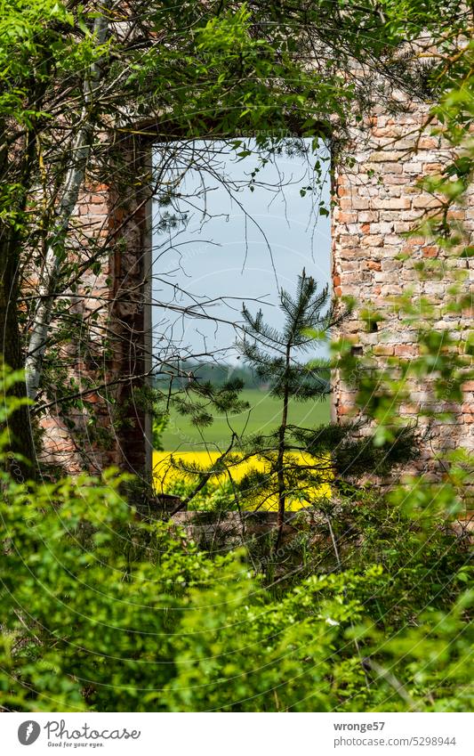 Blick durch das leere Fenster eines verfallenen Gebäudes zu einem blühenden Rapsfeld Ruine Verfall Gebäudeteil Wand Fensteröffnung zugewachsen Vergänglichkeit