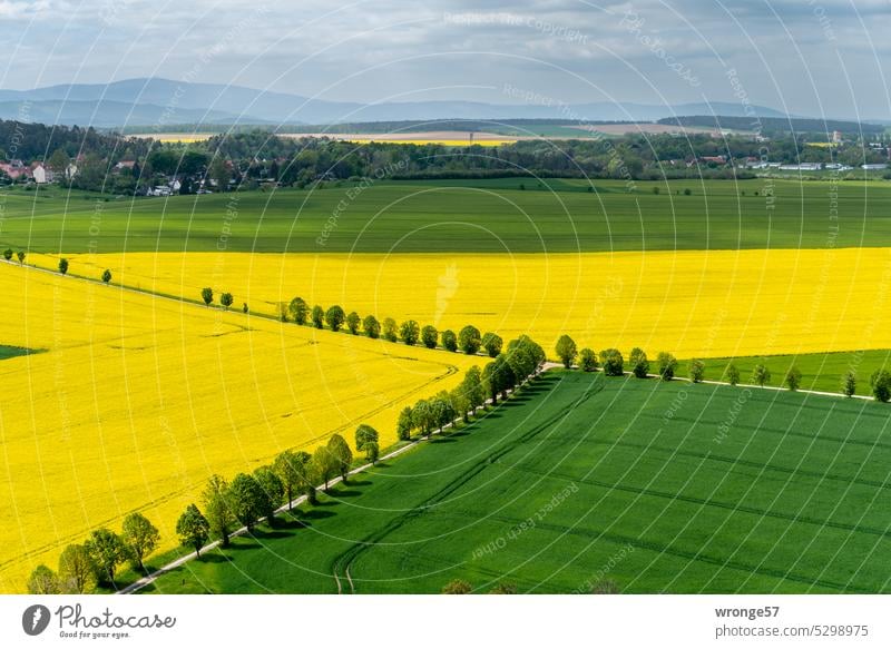 Blick auf blühenden Raps und grüne Getreidefelder, am Horizont der Harz mit seinem höchsten Gipfel dem Brocken Felder Äcker Rapsfeld gelb Rapsblüte Rapsanbau