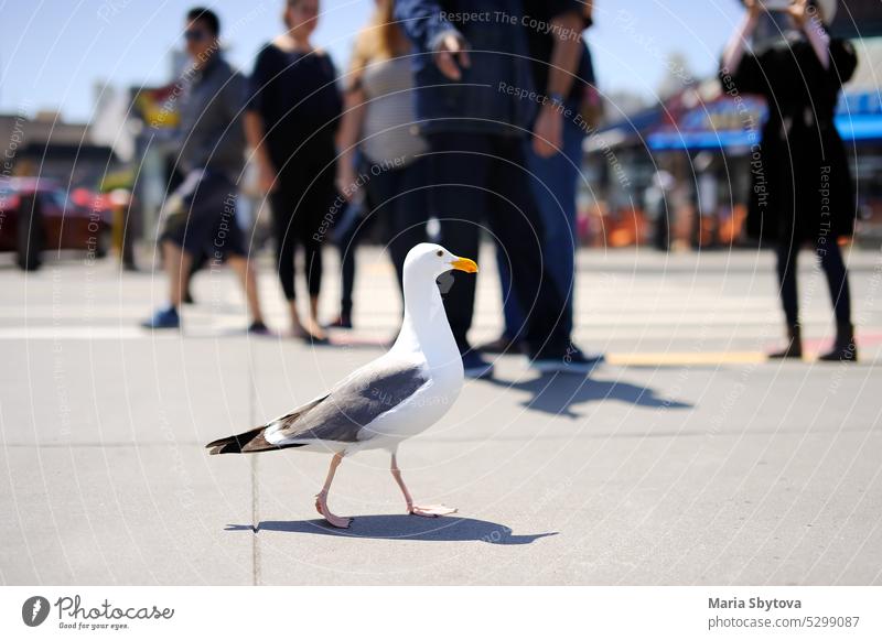 Seemöwe am Pier von San Francisco Möwe san francisco Wasser amerika Tourist Vogel MEER Meer Portwein Menschen Sommer Natur weiß Fischen Flügel Tierwelt Gefieder