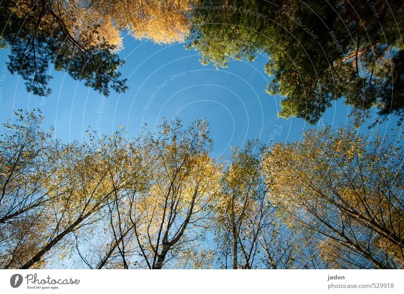 bis auf weiteres bunt. elegant Natur Landschaft Pflanze Himmel Wolkenloser Himmel Herbst Schönes Wetter Baum Blatt Wald Wachstum oben blau mehrfarbig