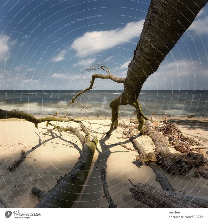 access Natur Landschaft Pflanze Sand Himmel Wolken Horizont Schönes Wetter Baum Wellen Küste Strand Meer blau braun grau weiß gefallen Buche Farbfoto