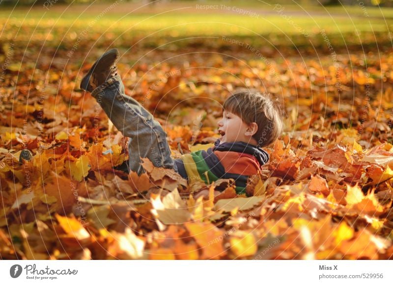 Salto Freizeit & Hobby Spielen Kinderspiel Mensch Kleinkind Junge Kindheit 1 1-3 Jahre 3-8 Jahre Herbst Blatt Garten Park Wald Lächeln liegen niedlich Gefühle