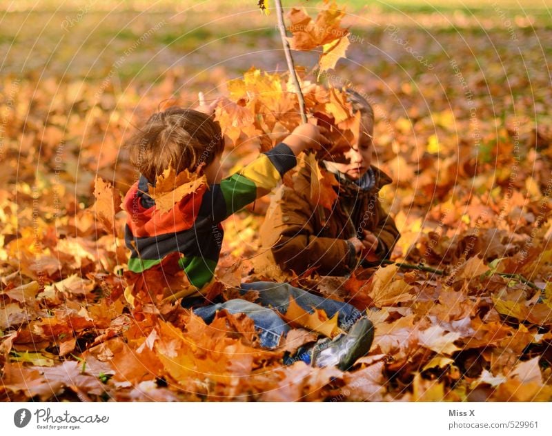 Kinder Spielen Kinderspiel Mensch maskulin Kleinkind Junge Geschwister Freundschaft Kindheit 2 1-3 Jahre 3-8 Jahre Natur Herbst Blatt Garten Park werfen frech