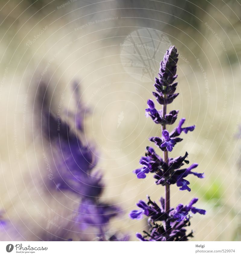 Katzenminze Umwelt Natur Pflanze Sommer Blume Blüte Garten Blühend stehen Wachstum ästhetisch schön natürlich grau grün violett standhaft einzigartig Leben