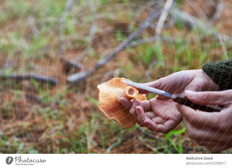 Mensch beim Pilzesammeln im Wald Person pflücken Edelreizker Natur Wälder natürlich organisch abholen essbar Lebensmittel Vegetarier frisch Ernte Umwelt wild