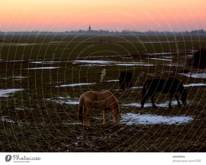 Blick auf Nes aan de Amstel, Holland Niederlande Pferd Dorf Winter Abend