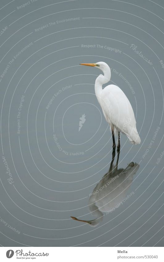 Ich bin ich Umwelt Natur Tier Wasser Teich See Wildtier Vogel Reiher Silberreiher 1 Blick stehen warten natürlich trist ruhig Stolz Watvögel