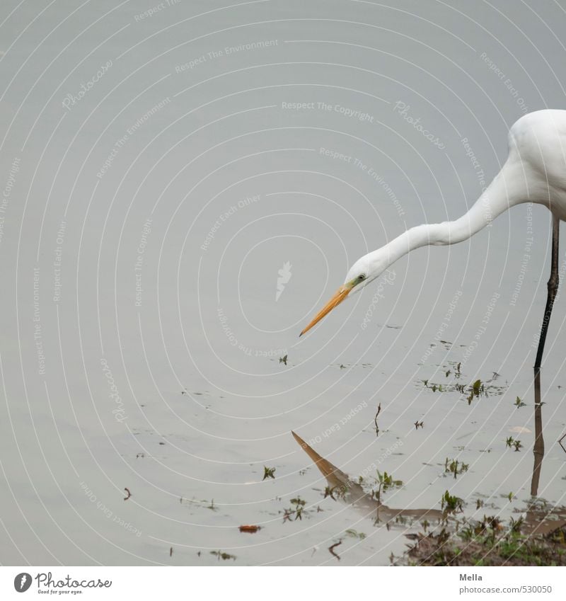 Suchen Umwelt Natur Tier Wasser See Wildtier Reiher Silberreiher Hals Schnabel 1 Jagd Blick lang natürlich trist grau geduldig zielen fixieren Farbfoto