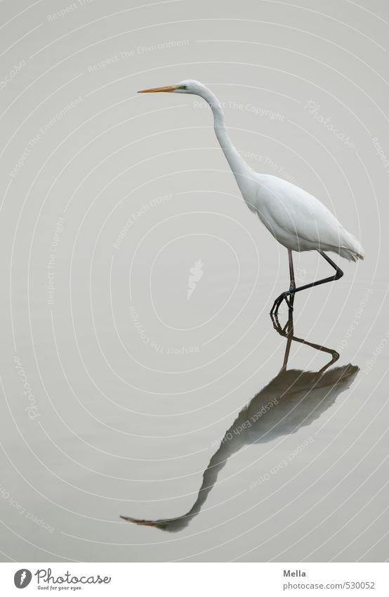 Schmidtchen Schleicher Umwelt Natur Tier Wasser Teich See Wildtier Vogel Reiher Silberreiher 1 gehen Blick stehen dünn lang natürlich trist grau weiß schreiten