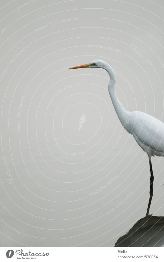 Moin Umwelt Natur Tier Wasser Teich See Wildtier Vogel Reiher Silberreiher 1 Blick stehen dünn lang natürlich trist grau weiß Watvögel schreiten Farbfoto