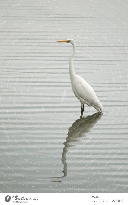 Ey, mach nicht so ne Welle! Umwelt Natur Landschaft Wasser Wellen Seeufer Teich Tier Wildtier Vogel Reiher Silberreiher 1 Blick stehen natürlich grau Wellenform