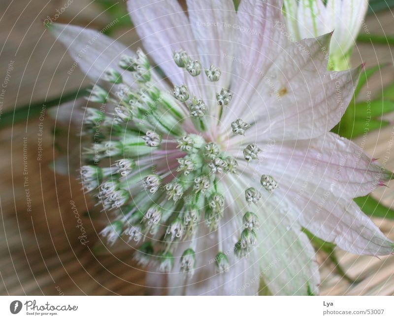 blumenschnappschuss... Blume Blüte Sträucher Pflanze Wiese Sommer Momentaufnahme rosa grün Holz filigran geschmackvoll Natur