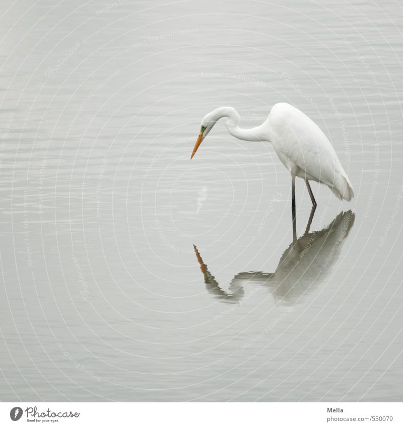 Wat, wer bist Du denn? Umwelt Natur Tier Wasser Teich See Wildtier Vogel Reiher Silberreiher 1 beobachten Blick stehen frei natürlich trist grau ruhig Watvögel