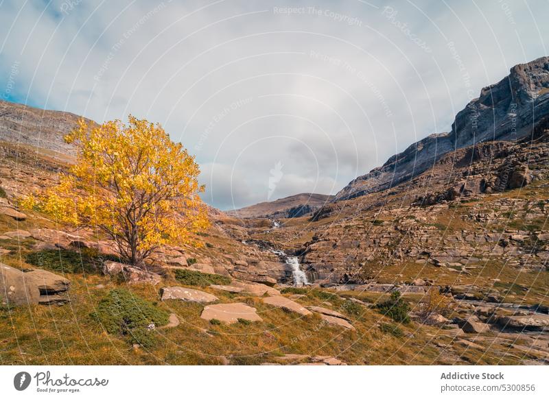 Bergtal mit Bach und Herbstbaum Baum felsig Berge u. Gebirge strömen Wasser fließen Berghang Sonnenlicht Odese pyrenäen von huesca Spanien Europa Tageslicht