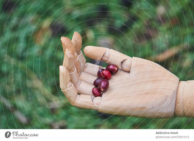 Hölzerne Hand mit reifen Kaffeebeeren Beeren Ernte Gras Garten hölzern Bohne natürlich abholen Ackerbau Saison frisch Landschaft organisch ländlich Natur grün