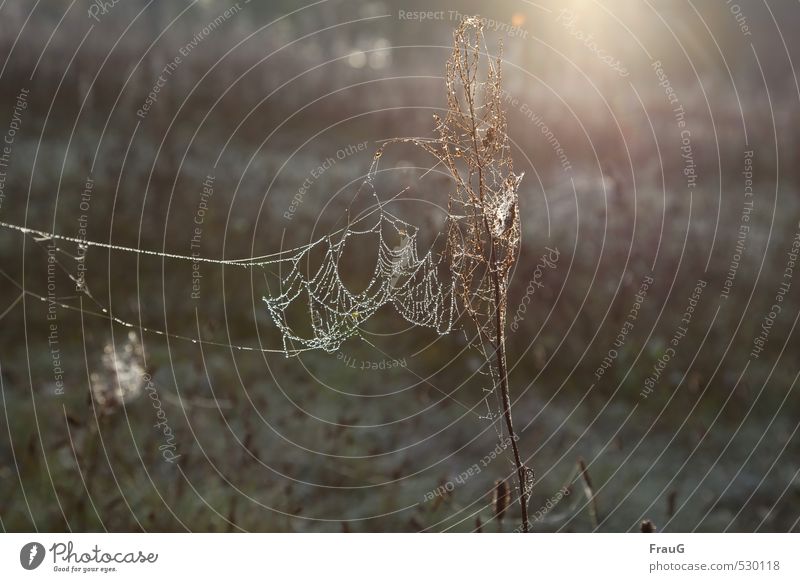 im Netz Natur Wassertropfen Sonne Herbst Pflanze Wildpflanze Wiese ästhetisch Spinnennetz Tau filigran Lichtschein Farbfoto Außenaufnahme Morgen Gegenlicht