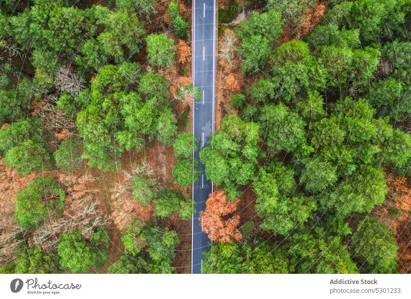 Asphaltstraße inmitten von Bäumen Straße Baum Landschaft üppig (Wuchs) reisen malerisch Natur Route Waldgebiet Fahrbahn Saison Autobahn Fahrzeug Weg Laubwerk