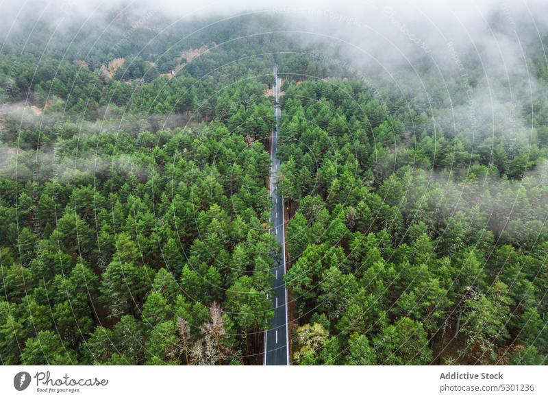 Asphaltstraße inmitten von Bäumen Straße Baum Landschaft üppig (Wuchs) reisen malerisch Natur Route Waldgebiet Fahrbahn Saison Autobahn Fahrzeug Weg Laubwerk