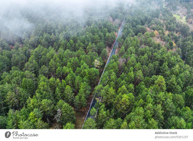 Asphaltstraße inmitten von Bäumen Straße Baum Landschaft üppig (Wuchs) reisen malerisch Natur Route Waldgebiet Fahrbahn Saison Autobahn Weg Laubwerk Wälder