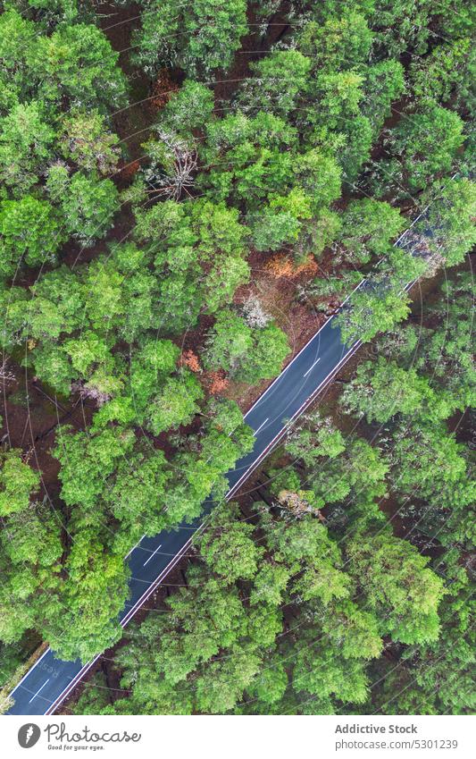 Asphaltstraße inmitten von Bäumen Straße Baum Landschaft üppig (Wuchs) reisen malerisch Natur Route Waldgebiet Fahrbahn Saison Autobahn Fahrzeug Weg Laubwerk