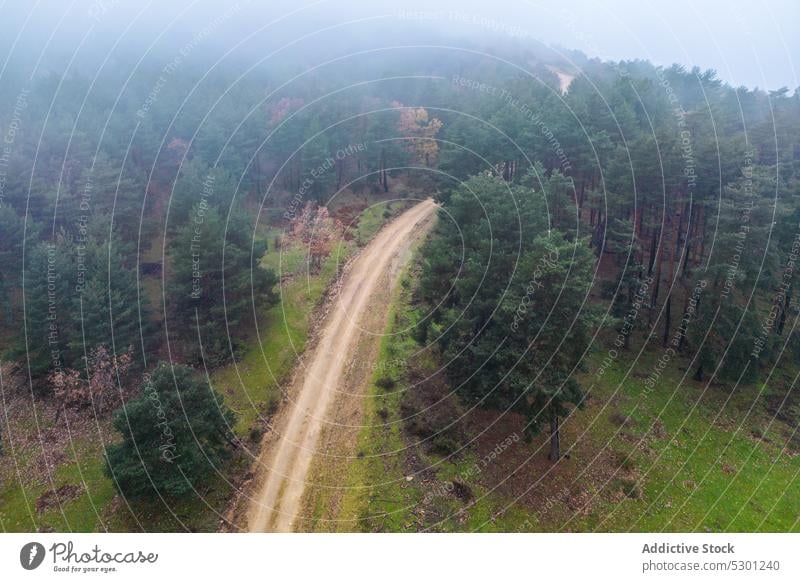 Schmaler Pfad zwischen grünen Bäumen im Wald Baum üppig (Wuchs) Landschaft Laubwerk laubabwerfend Wetter Weg fallen Straße malerisch eng Gelassenheit