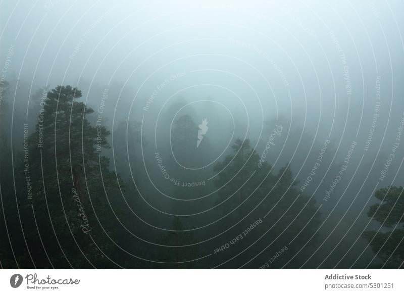 Nebel über Wald Herbst Baum Waldgebiet Landschaft Natur Laubwerk malerisch Wälder fallen friedlich Harmonie Saison Cloud Sonnenlicht Umwelt üppig (Wuchs)