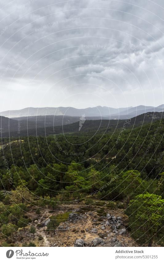 Grüne Bäume im Wald Baum üppig (Wuchs) Landschaft Laubwerk laubabwerfend Wetter fallen malerisch Gelassenheit friedlich atemberaubend Wälder Waldgebiet Wachstum