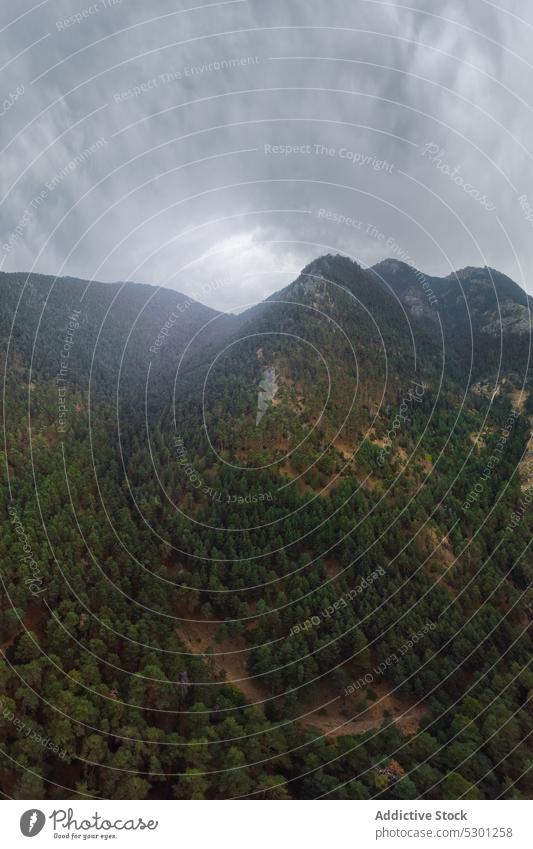 Grüne Bäume im Wald Baum üppig (Wuchs) Landschaft Laubwerk laubabwerfend Wetter fallen malerisch Gelassenheit friedlich atemberaubend Wälder Waldgebiet Wachstum