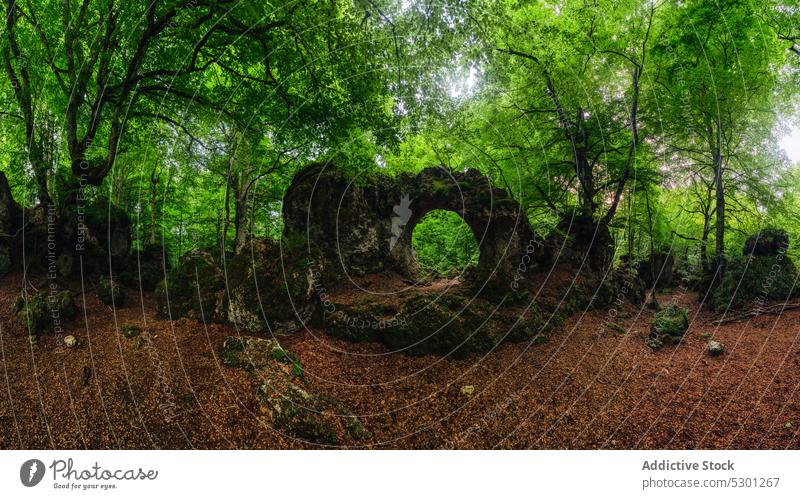 Steinhöhle im grünen Wald mit Bäumen Höhle Natur Landschaft Baum rau Buchse felsig Felsen Umwelt Pflanze Wälder wild malerisch Formation vegetieren Geologie