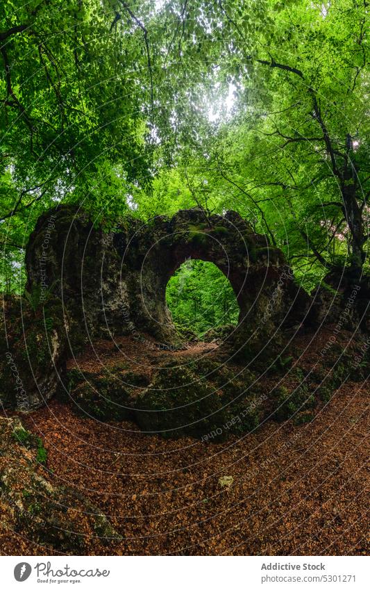 Steinhöhle im grünen Wald mit Bäumen Höhle Natur Landschaft Baum rau Buchse felsig Felsen Umwelt Pflanze Wälder wild malerisch Formation vegetieren Geologie