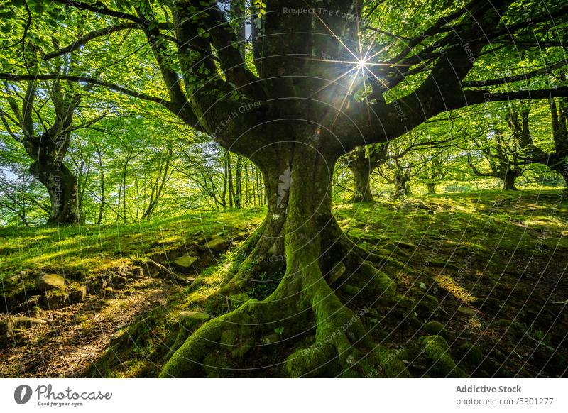 Moosbewachsene Baumwurzeln im Wald mit grüner Vegetation Wurzel Pflanze Natur vegetieren Umwelt alt Landschaft Wachstum malerisch Kofferraum Ökologie Botanik