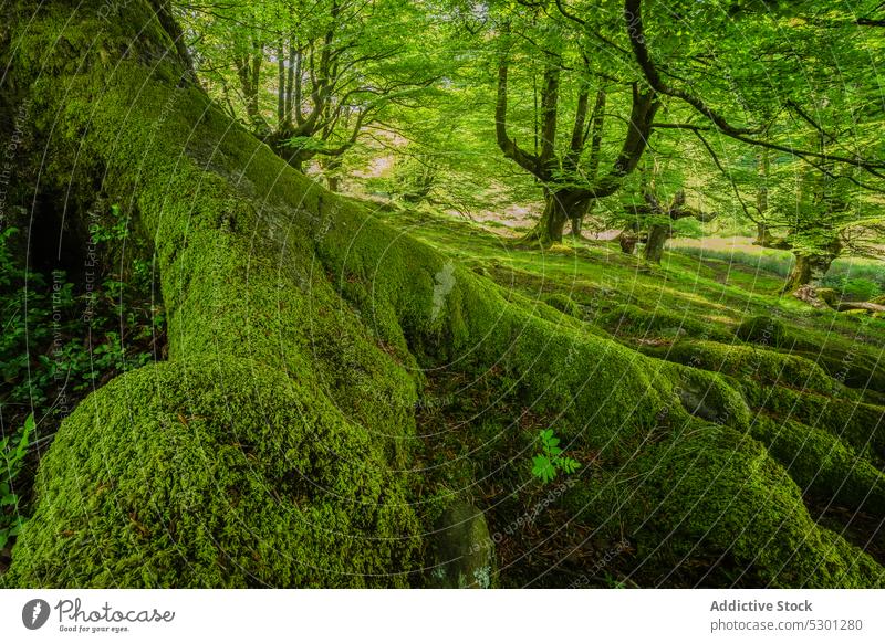 Moosbewachsene Baumwurzeln im Wald mit grüner Vegetation Wurzel Pflanze Natur vegetieren Umwelt alt Landschaft Wachstum malerisch Kofferraum Ökologie Botanik