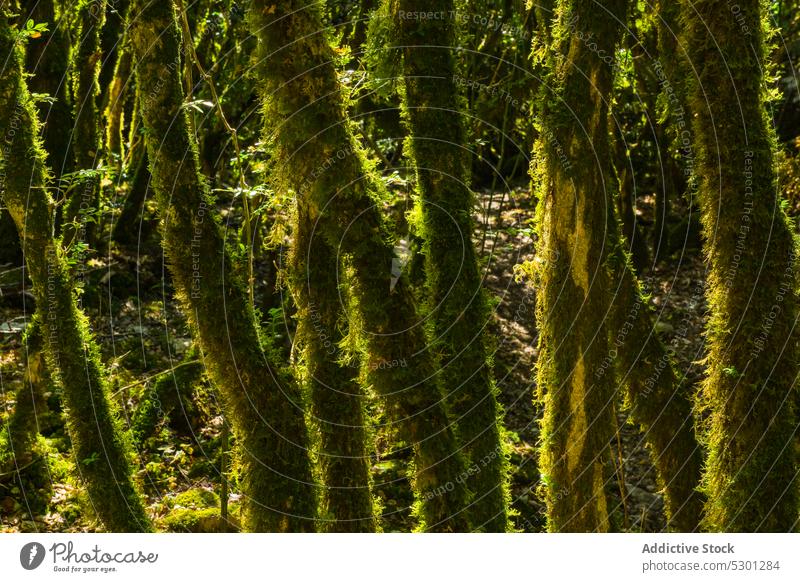 Grüne Blätter eines Baumes im Wald Hintergrund grün üppig (Wuchs) Natur Sommer Wälder vegetieren Pflanze wachsen Umwelt Flora Wachstum Botanik Laubwerk