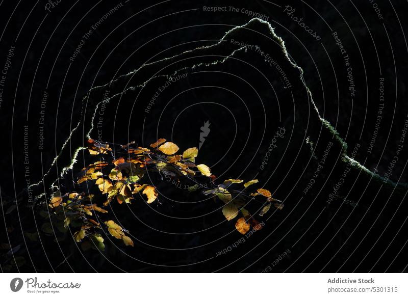 Gelbe Blätter auf einem Ast in der Dunkelheit Baum Natur Blatt Herbst Pflanze Flora Wachstum gelb Botanik Laubwerk Umwelt natürlich Saison Wald dunkel organisch