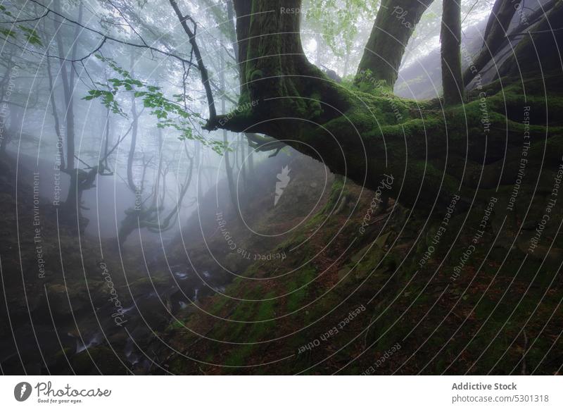 Umgestürzter Baum mit Moos im nebligen Wald Natur Nebel Landschaft Wälder grün Umwelt Laubwerk stumm üppig (Wuchs) Waldgebiet vegetieren malerisch Flora Holz