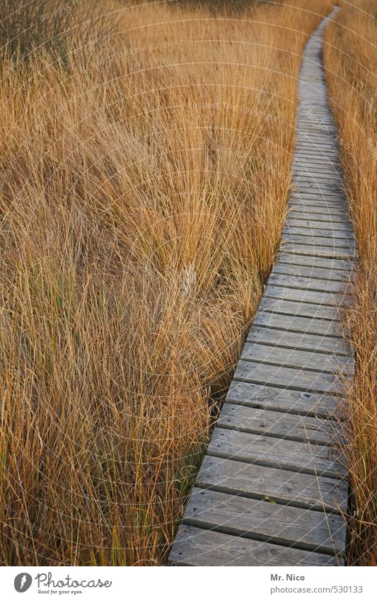 Der Hinweg Ferien & Urlaub & Reisen Ausflug Ferne wandern Umwelt Natur Landschaft Sträucher Moos Moor Sumpf Wege & Pfade ruhig Hohes Venn Steg Wildnis holzsteg