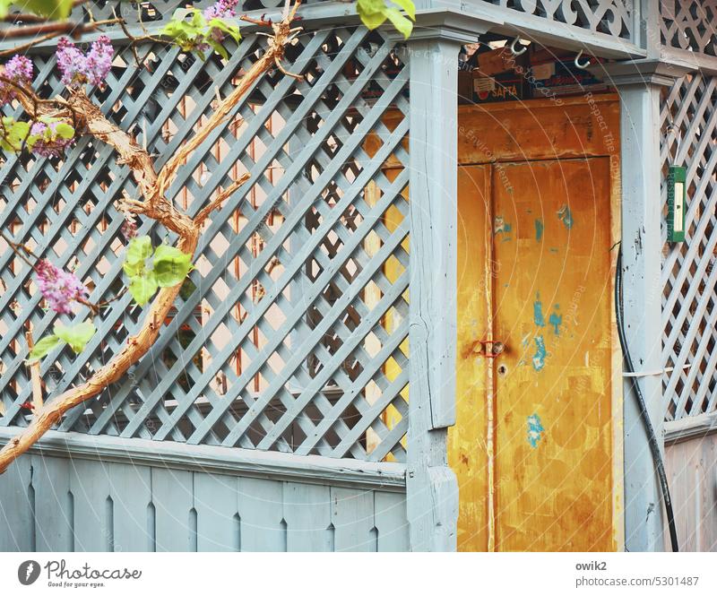 Loschwitz Dresden ländlich Garten Pavillon Gartenhäuschen gemütlich Detailaufnahme Holz leicht Gitter einfach Leichtigkeit Rankenpflanze Blätter Blüten Frühling