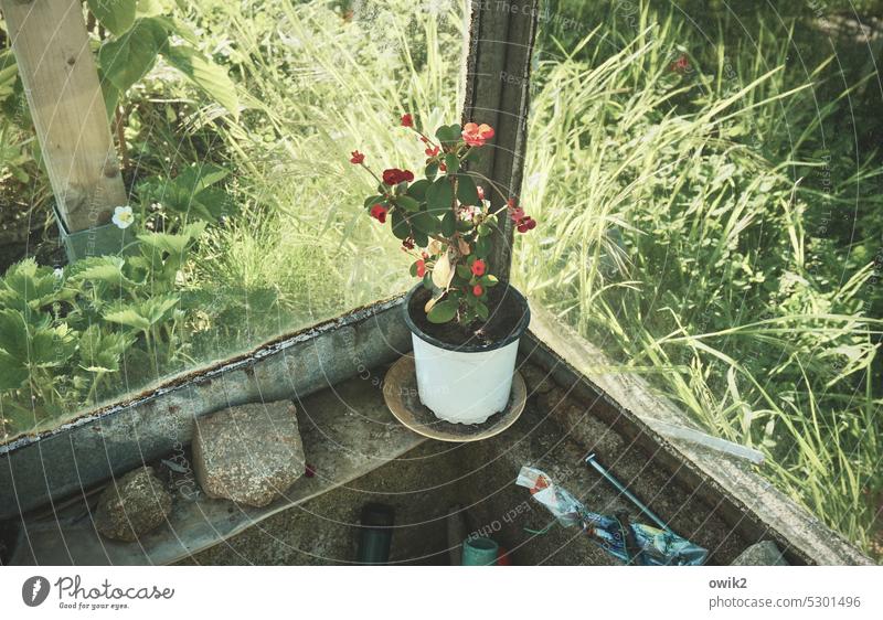 Mauerblümchen Gewächshaus alt Ecke Ausblick Glasscheibe Sonnenlicht Garten Natur Topfpflanze Christusdorn Rosopsida Blühend Euphorbia Wolfsmilchgewächse