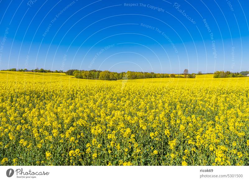 Blühendes Rapsfeld und Bäume im Frühling bei Sildemow Feld Baum Mecklenburg-Vorpommern Rostock Natur Landschaft Landwirtschaft Feldrand Himmel Wolken ländlich